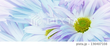 Pink chrysanthemum flower close up.  Floral spring background.   Nature. 136487108