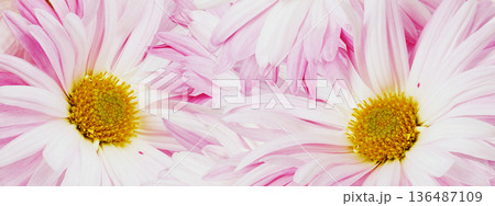 Pink chrysanthemum flower close up. Floral spring background. Nature. Pink chrysanthemum flower close up. Floral spring background. Nature. 136487109