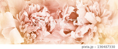 Peonies flowers.   Floral background.  Closeup.  Nature. 136487330