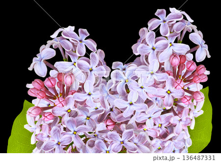 Branch of lilac flowers isolated on black background with clipping path. For design. In high resolution. Studio photo. Branch of lilac flowers isolated on black background with clipping path. For design. In high resolution. Studio photo. 136487331