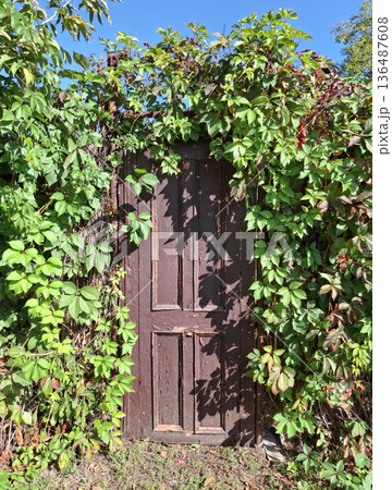 An old brown door leading to a garden plot 136487608