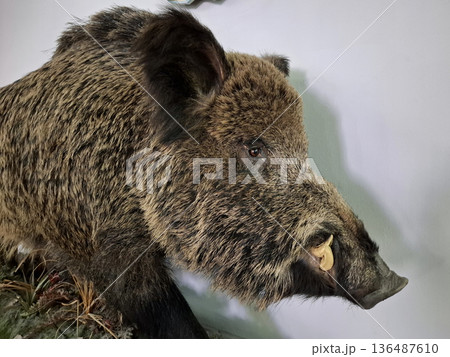A stuffed wild boar stands near a white wall A stuffed wild boar stands near a white wall 136487610