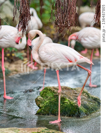 Pink flamingoes bird in the pond Pink flamingoes bird in the pond 136487805