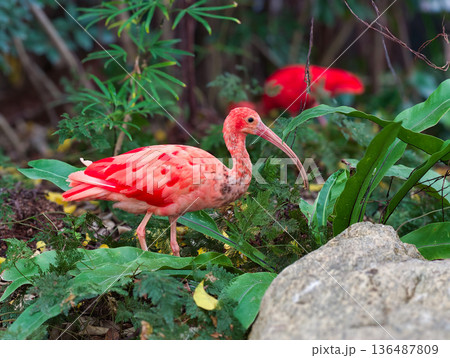 Baby Pink flamingoes bird in the zoo garden 136487809