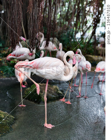 Pink flamingoes bird in the pond 136487810