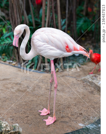 Pink flamingoes bird in the pond 136487813