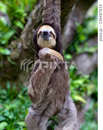 Sloth is climbing the tree Sloth is climbing the tree 136487814