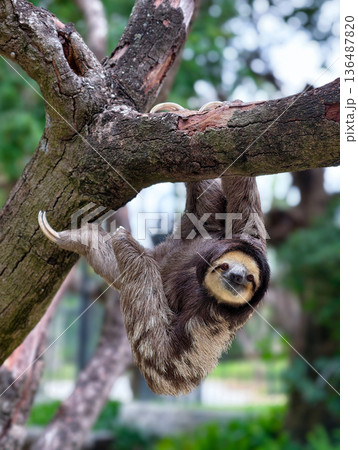 Sloth is climbing the tree Sloth is climbing the tree 136487820