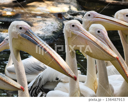 Pelican bird in the lake 136487913