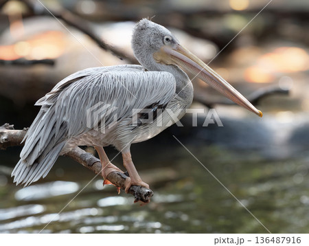 Pelican bird in the lake 136487916