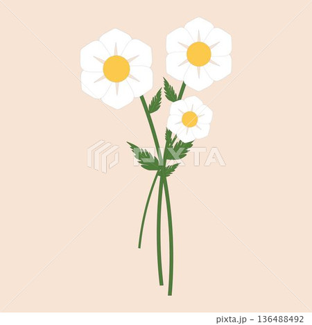 Daisy Flower Set with Stem and Leaves Botanical Illustration Daisy Flower Set with Stem and Leaves Botanical Illustration 136488492