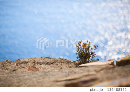 Wildflowers on Cliff Above Sparkling Sea 136488532