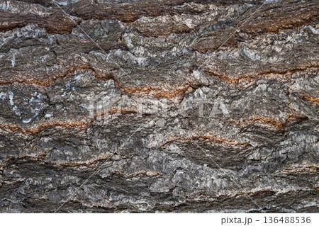 Tree Bark Texture Natural Background Tree Bark Texture Natural Background 136488536