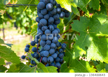 Bunche of black wine grapes in sunny weather on the vineyard. Summer harvest for nature background. 136488643