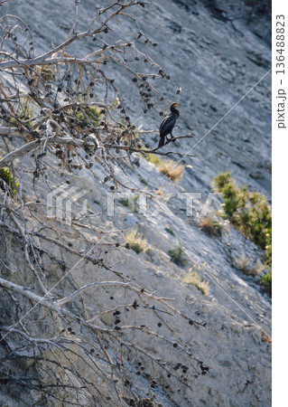 Black cormorant sea bird sitting on pine branch Black cormorant sea bird sitting on pine branch 136488823