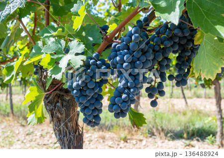 Big bunche of red wine grapes in sunny weather on the vineyard. Summer harvest for nature background. Big bunche of red wine grapes in sunny weather on the vineyard. Summer harvest for nature background. 136488924