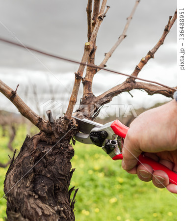 Farmer pruning the vine in winter. Agriculture. 136488951