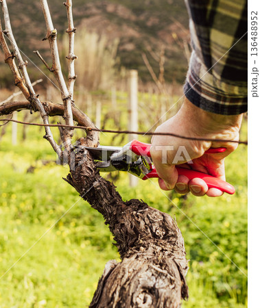 Farmer pruning the vine in winter. Agriculture. Farmer pruning the vine in winter. Agriculture. 136488952