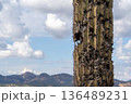 サワロサボテン アリゾナ州 136489231