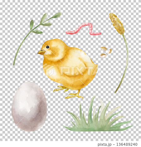 A set with chicken, egg, grass and worm on an isolated background. Watercolor illustration of a poultry yard in natural colors. Vintage realistic clipart featuring a chicken chick for organic egg 136489240