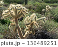 サワロサボテン アリゾナ州 136489251