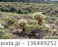 サワロサボテン アリゾナ州 136489252