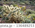 サワロサボテン アリゾナ州 136489253