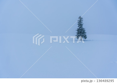 北海道美瑛町【クリスマスツリーの木】雪景色（横） 136489295