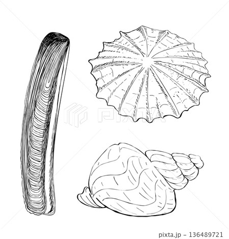 Hand drawn seashell set razor clam whelk and limpet shells in black line art isolated on white for coastal marine design 136489721