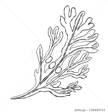 Bladderwrack fucus seaweed branch with air bladders minimal black line drawing isolated on white coastal marine botanical element 136489722