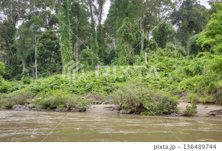 The rainforest of the Danum Valley in Borneo, Malaysia. 136489744