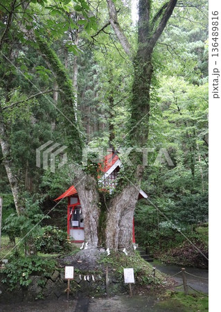 雨の日の田沢湖の湖畔にある御座石神社、秋田県、東北 雨の日の田沢湖の湖畔にある御座石神社、秋田県、東北 136489816