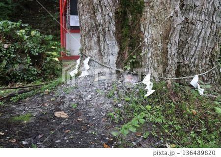 雨の日の田沢湖の湖畔にある御座石神社、秋田県、東北 雨の日の田沢湖の湖畔にある御座石神社、秋田県、東北 136489820