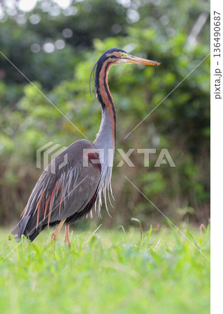 石垣島の野生ムラサキサギ_縦 136490687