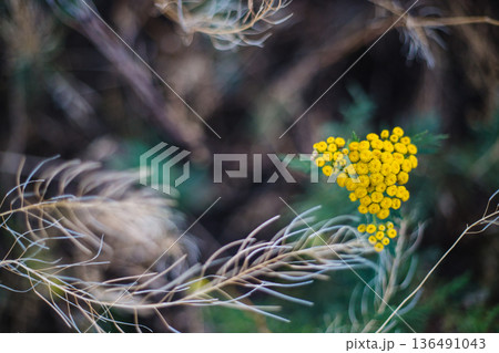 Heart-shaped tansy flower grows in a field. A picture on a blurred background with space for text 136491043