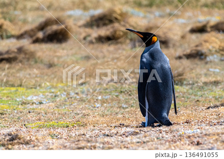 King penguin colony on Tierra de Fuego 136491055
