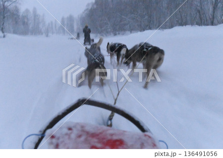 Dog sledding in Norway 136491056