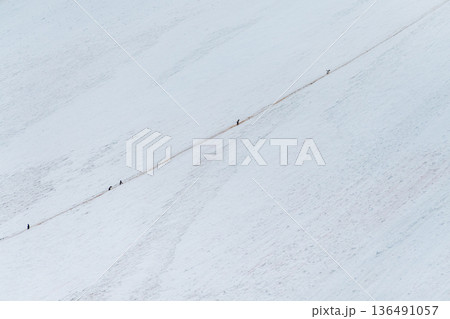 Gentoo Penguins in Antarctica Gentoo Penguins in Antarctica 136491057