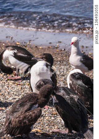 Gathering of Southerns Shags 136491058