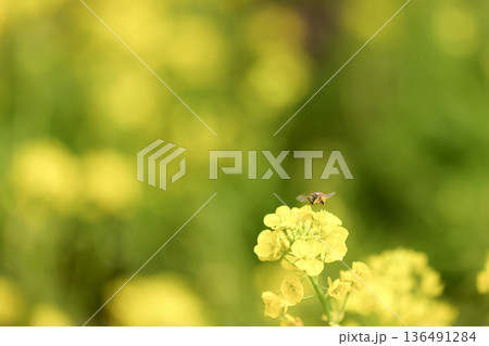 菜の花と蜜を運ぶミツバチ 136491284
