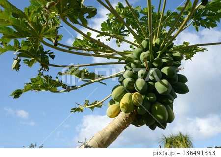 パパイヤ 136491353