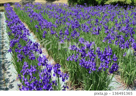 アヤメ 春景色 アヤメ 春景色 136491365