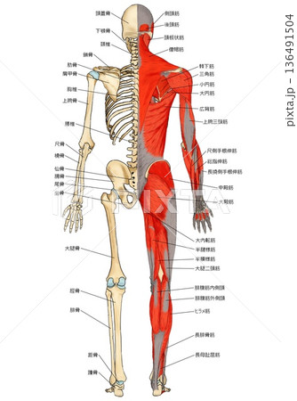 骨格と筋肉ハーフ＆ハーフ（後面） 136491504