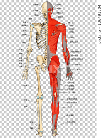 骨格と筋肉ハーフ＆ハーフ（後面） 136491504