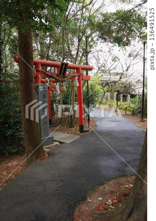 滋賀県草津市の桜の名所　立木神社 136491525