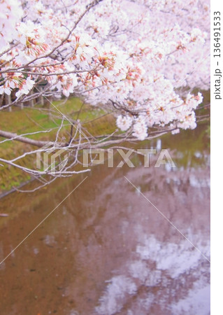 滋賀県草津市の桜の名所 立木神社 滋賀県草津市の桜の名所 立木神社 136491533