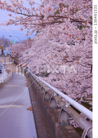 滋賀県草津市の桜の名所　立木神社 136491535