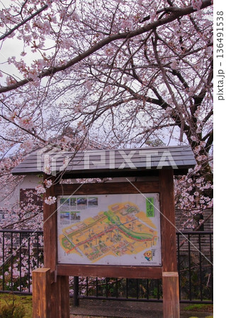 滋賀県草津市の桜の名所 立木神社 滋賀県草津市の桜の名所 立木神社 136491538