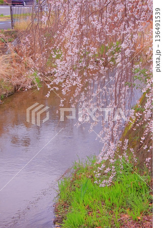 滋賀県草津市の桜の名所　立木神社 136491539