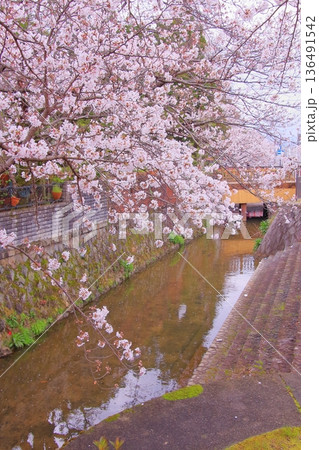 滋賀県草津市の桜の名所 立木神社 滋賀県草津市の桜の名所 立木神社 136491542